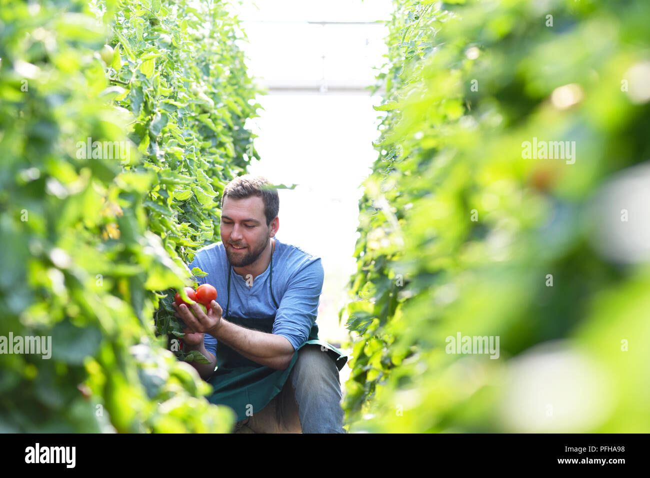 happy farmer growing tomatoes in a greenhouse Stock Photo - Alamy
