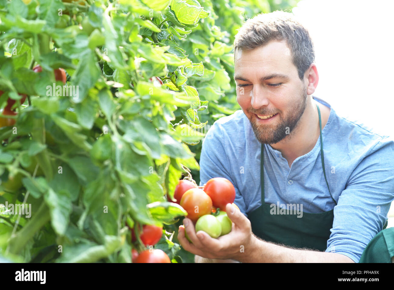 happy farmer growing tomatoes in a greenhouse Stock Photo - Alamy