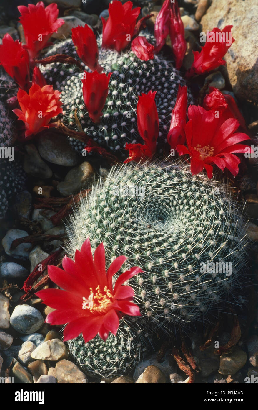 Rebutia krainziana, vivid red flowers on small globular cacti covered in small tubercles and aeroles Stock Photo