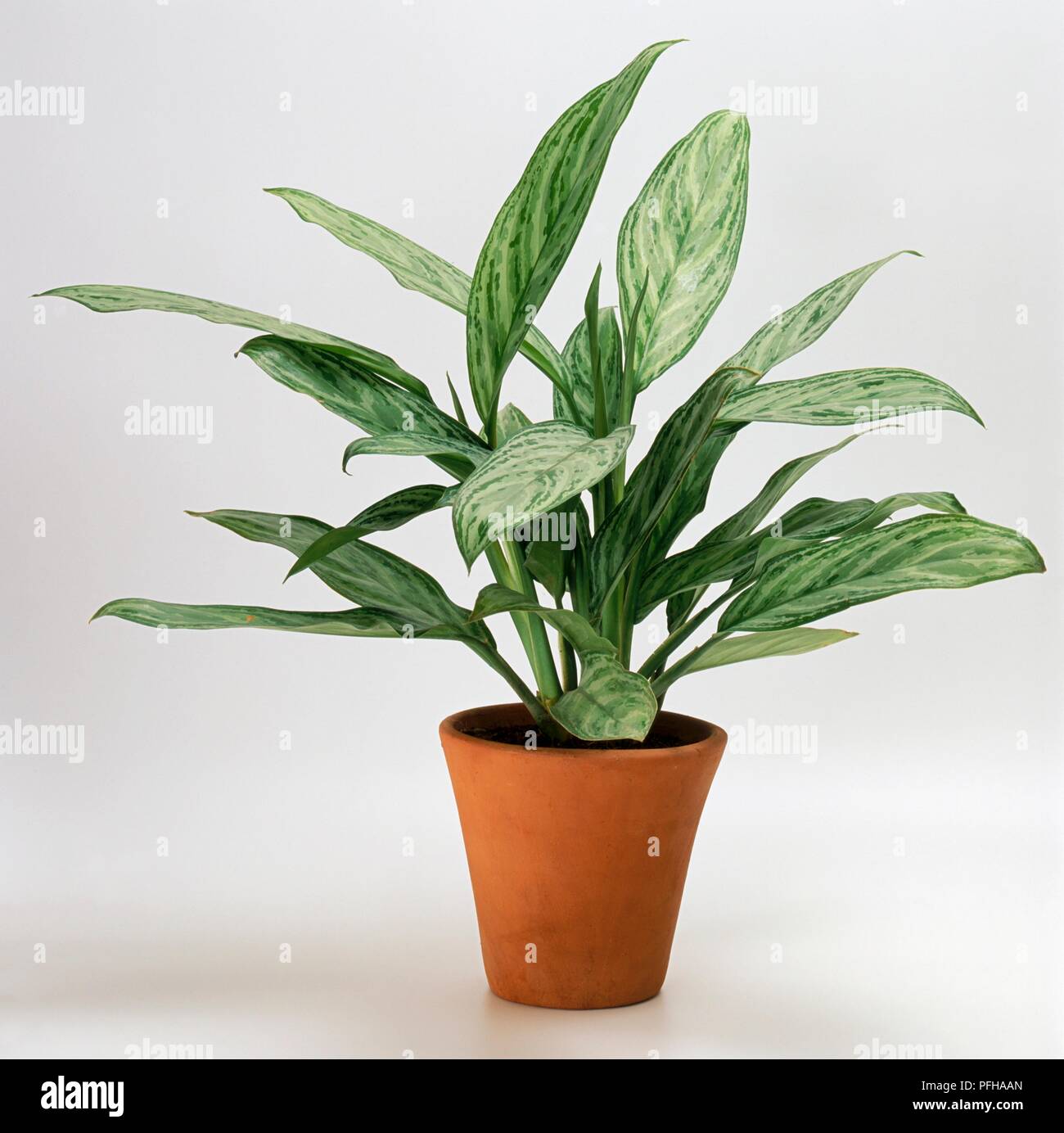 Aglaonema 'Lilian' (Chinese evergreen) in terracotta pot Stock Photo