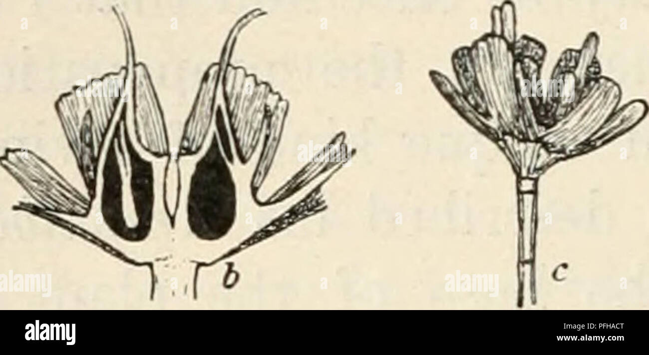 . Dansk botanisk arkiv. Plants; Plants -- Denmark. 28 Dansk Botanisk Arkiv, Bd. 2. Nr. 6.. Fig. 14 Cym. antarctica, from Henley Beach, S. A. a, Female flower with in- volucrum (/&gt;) (about 2/i nat. size), b, Longitudinal section through the fruit (about 3/2 nat. size), c, Ripe fruit with &quot;comb&quot; and protruding plumula (about 3/4 nat. size). Through the kindness of Mr. Black I have secured a con- siderable amount of herbarium material of Cym. antarctica from Henley Beach, S. A. and from it have been able to control his description of the female flower and fruit, and its behaviour. Th Stock Photo