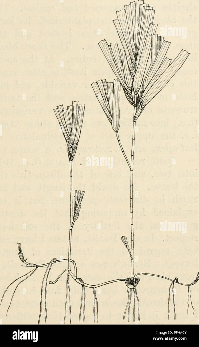 Dansk botanisk arkiv. Plants; Plants -- Denmark. C. H. Contributions West Australian Botany. I. 23 by AscHERSON (1882, 30)1, the shoots break off in September and October, and are