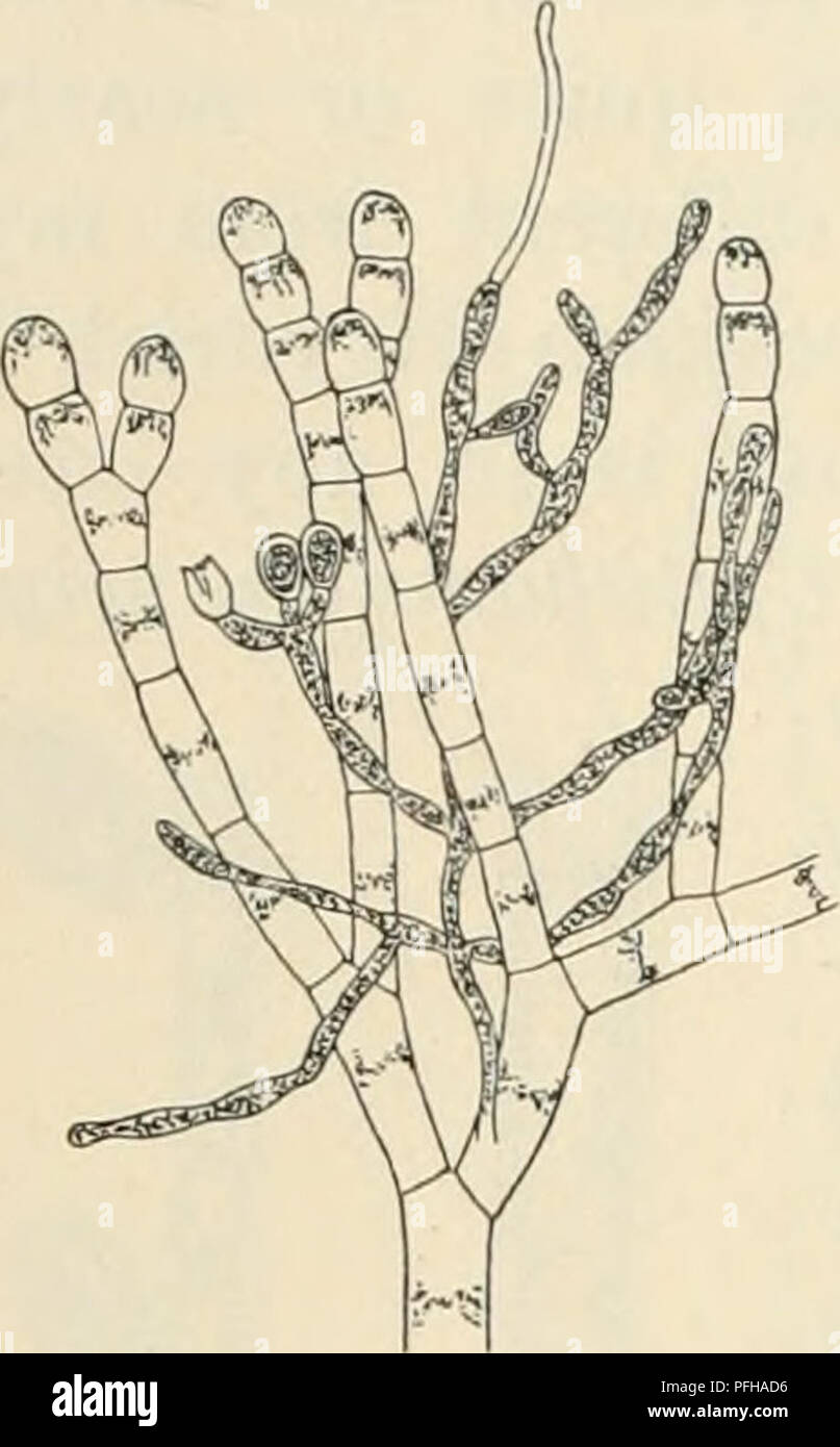 . Dansk botanisk arkiv. Plants; Plants -- Denmark. 58 Dansk Botanisk Arkiv, Bd. 3. Nr. 1. Cellulæ subcylindricæ, dolioformes, medio plus minus inflatæ vel interdum magis irreguläres, 8—14// latæ, ca. 35// longæ, chro- matopliorum stellare, pyrenoide centrali instructum continentes. Pili hyalini terminales, non numerosi, adsunt. Sporangia, sessilia aut pedicellata, sin- gula vel interdum bina, globulose-obovata, ca. 20// longa et ca. 14/i lata. This species was found abundantly in Liagora pinnata. It creeps among the assi- milating fdaments in the mucilage and chalk coating found here (Fig. 60) Stock Photo