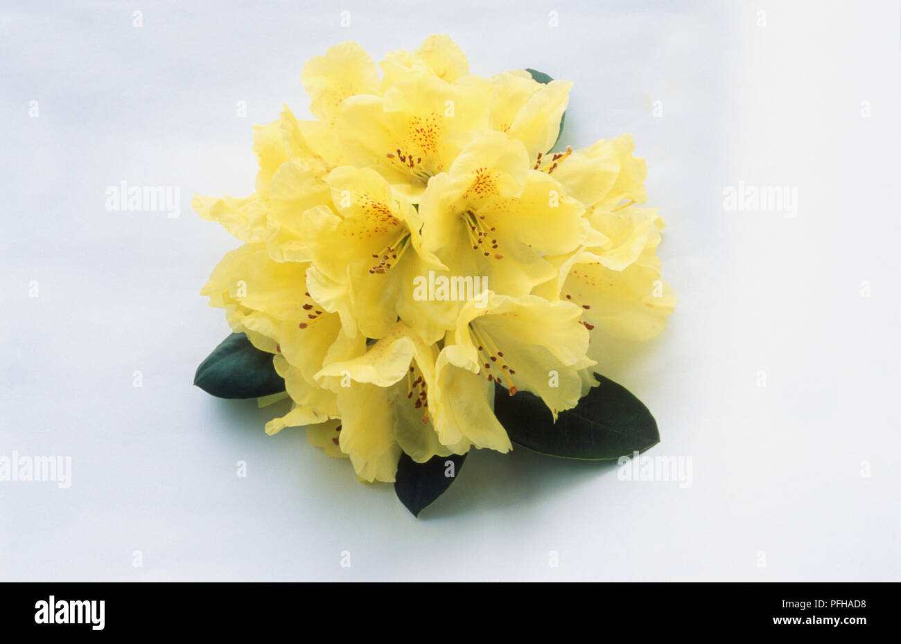 Rhododendron goldkrone hi-res stock photography and images - Alamy