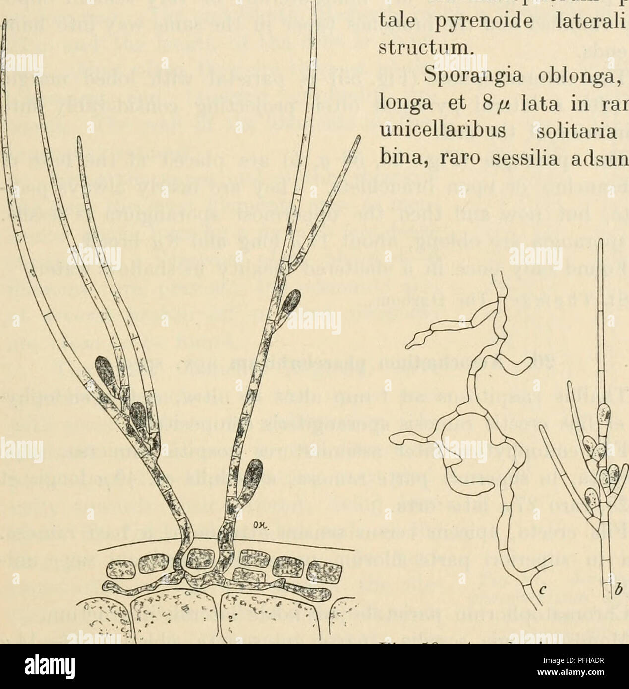 Dansk botanisk arkiv. Plants; Plants -- Denmark. F. Børgesen: Rhodophyceæ of the Danish W. Indies. 53 Fila endophytica irregulariter ramosa sub epider- malibus horizontaliter repentia, e cellulis medio plus