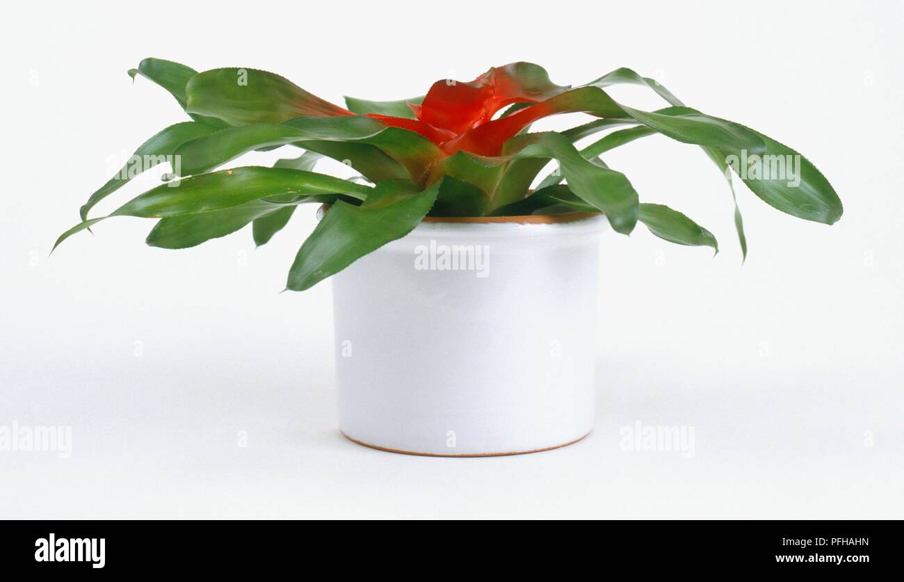 Nidularium innocenti (Bird's nest bromeliad) in white ceramic plant pot Stock Photo