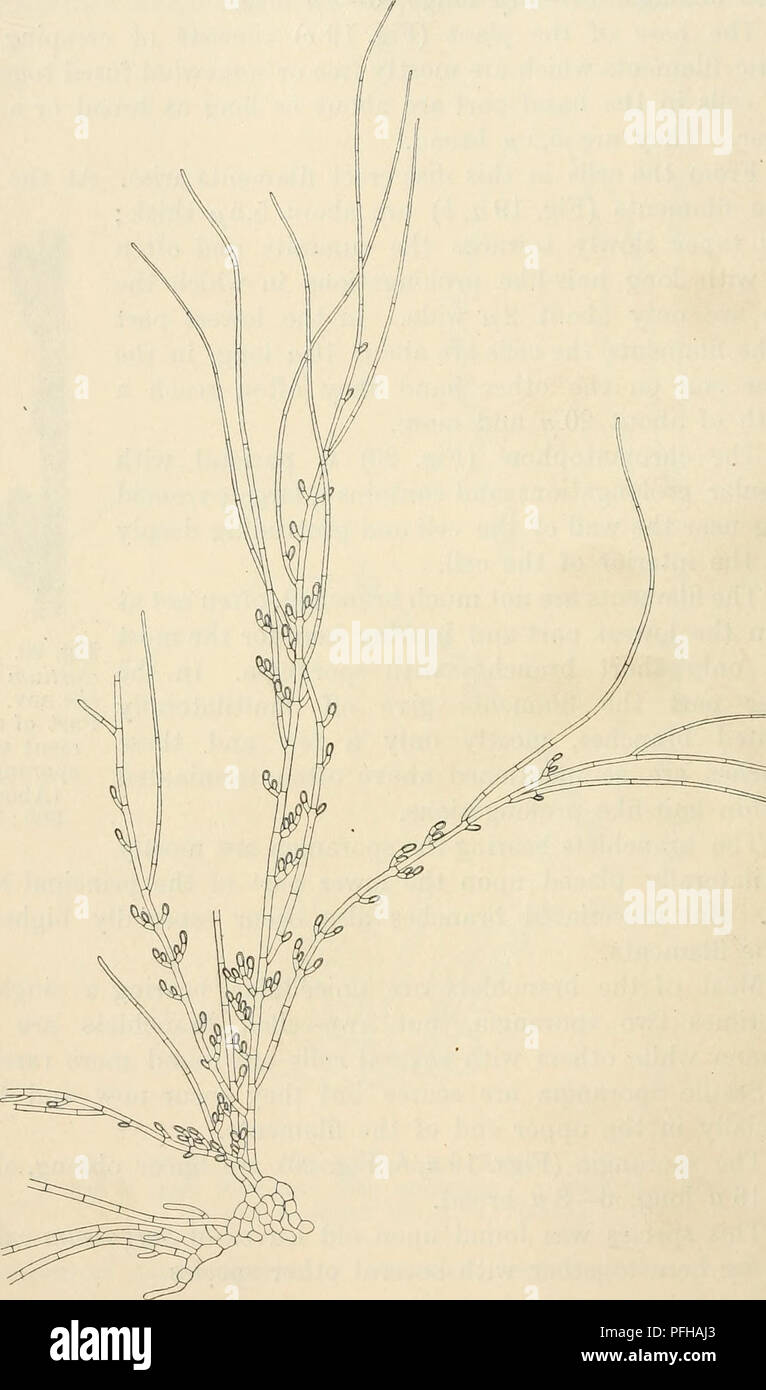 . Dansk botanisk arkiv. Plants; Plants -- Denmark. 28 Dansk Botanisk Arkiv, Bd. 3. Nr. 1. 6. Acrochætium globosum nov. spec. Thallus cæspitosus, globosus, ad 600// altus; in Chætomorpha antennina epiphyticus.. Fig. 21. Acrochætium globosum nov. spec. Part of a plant showing tlie basal creeping filaments from which arise erei filaments with opposite sporangiferous branchlets. (About 100: 1).. Please note that these images are extracted from scanned page images that may have been digitally enhanced for readability - coloration and appearance of these illustrations may not perfectly resemble the  Stock Photo