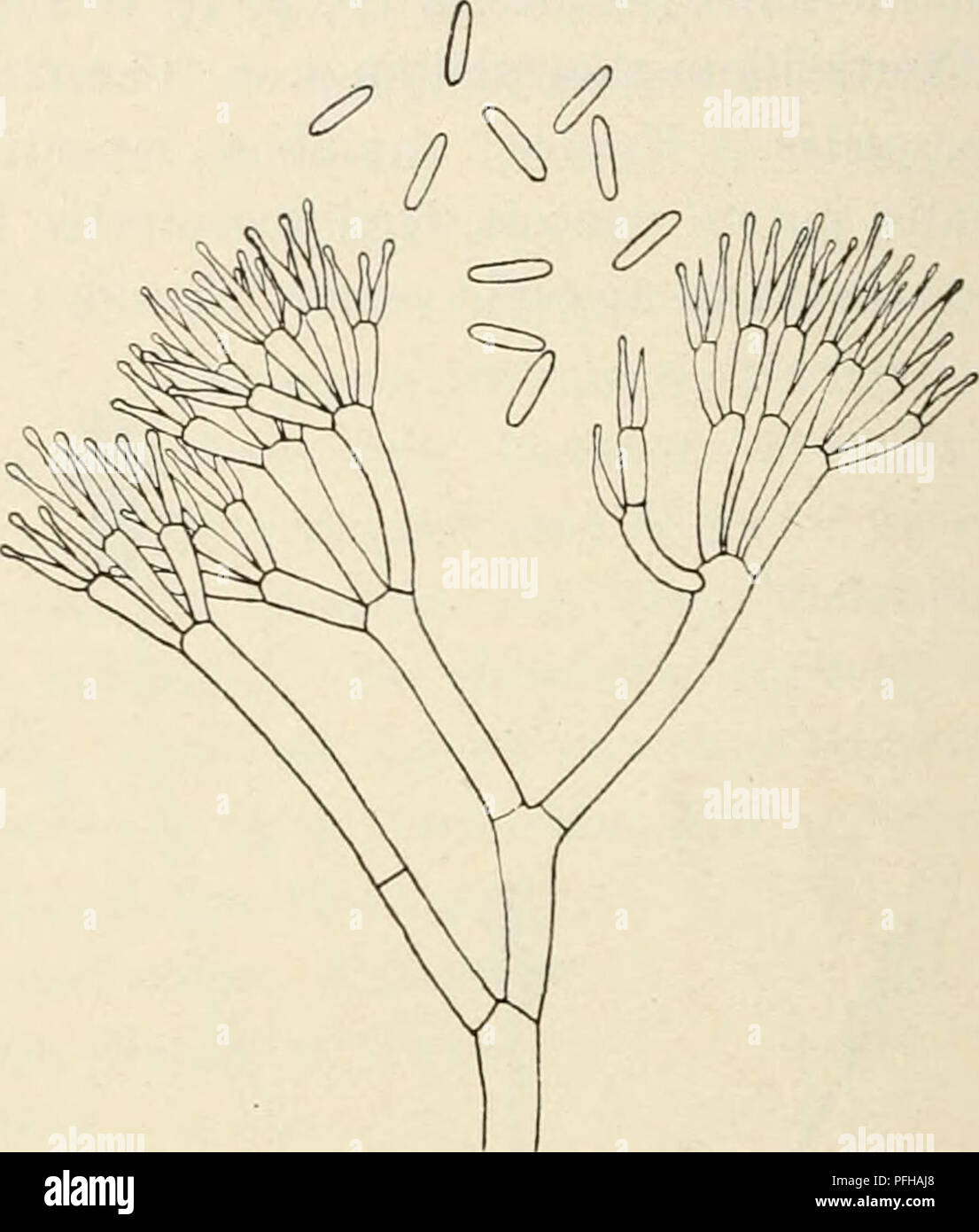 . Dansk botanisk arkiv. Plants; Plants -- Denmark. Fig. 35. Acrocylindrium elegans. 510 :1. Fig. 34. Verticillum pani culatum. 2 sammen- voksede Konidiebærere. 190:1. * Verticillium sulplmrellum Sacc. Paa ned- faldne Frugter af Quercus robur. S, Jægers- borg Dyrehave, Marts 1911. ?Verticillium lutescens (Schw.) Sacc. Paa nedfaldne Frugter af Acer pseudoplatanus. S. Ermelunden, Febr. 1912. *Acrocylindrium elegans Bon. Paa nedfaldne Frugter af Crataegus monogyna. S. Jægersborg Dyrehave, April 1912. (Fig. 35). Konidierne 7—9 X 2—2.5//. *Spicaria nivea Harz. Paa raaddent Ved. S. Folehaven, Juni 19 Stock Photo