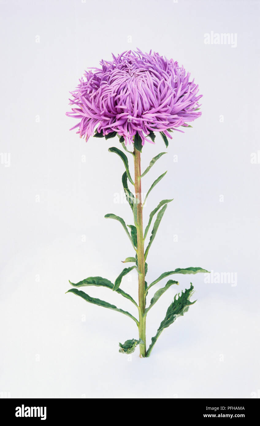 Callistephus Chinensis Compliment Light Blue China Aster Single Purple Flower Stock Photo Alamy