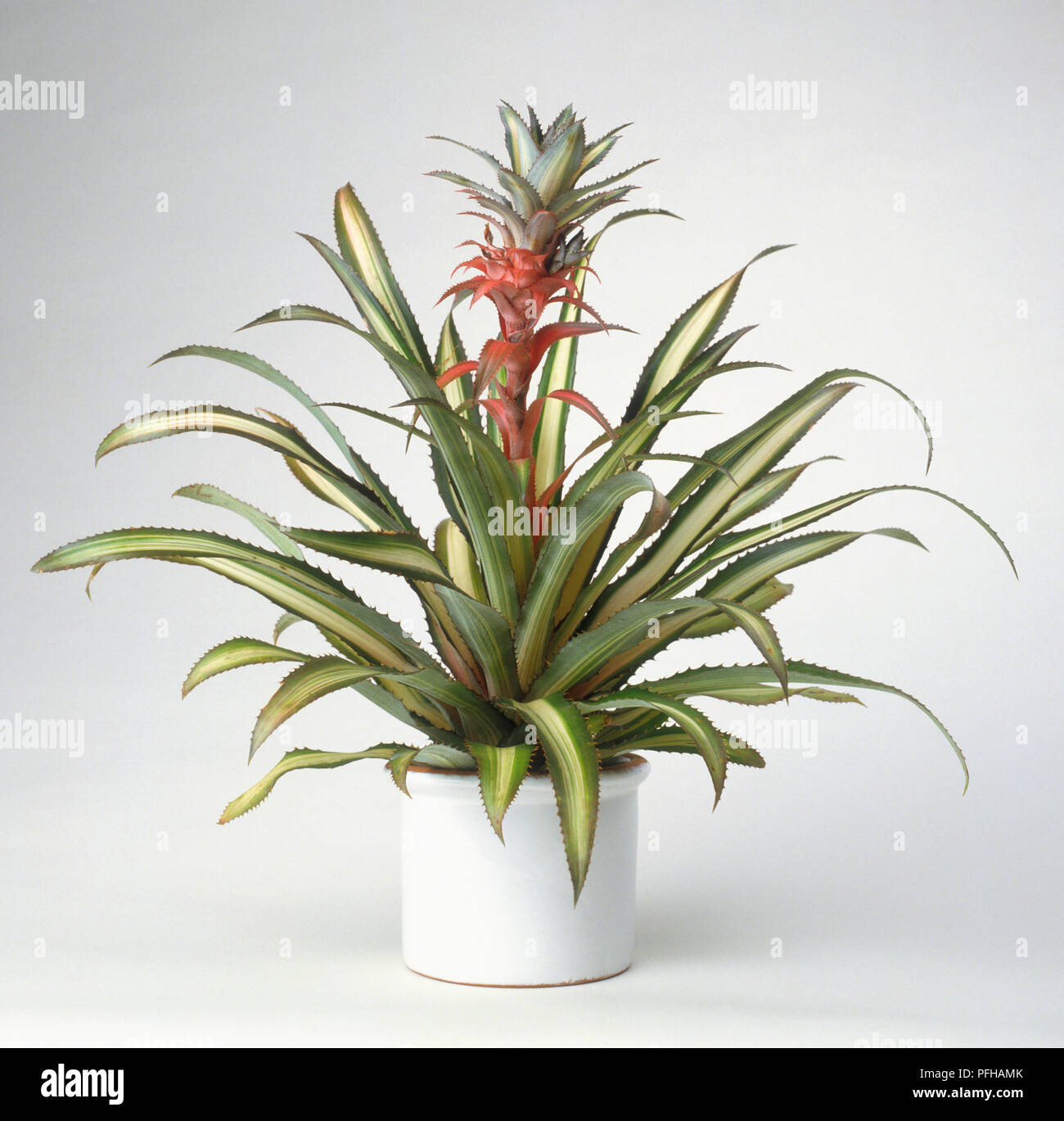 Ananas comosus variegatus (Variegated pineapple) in white ceramic plant pot Stock Photo