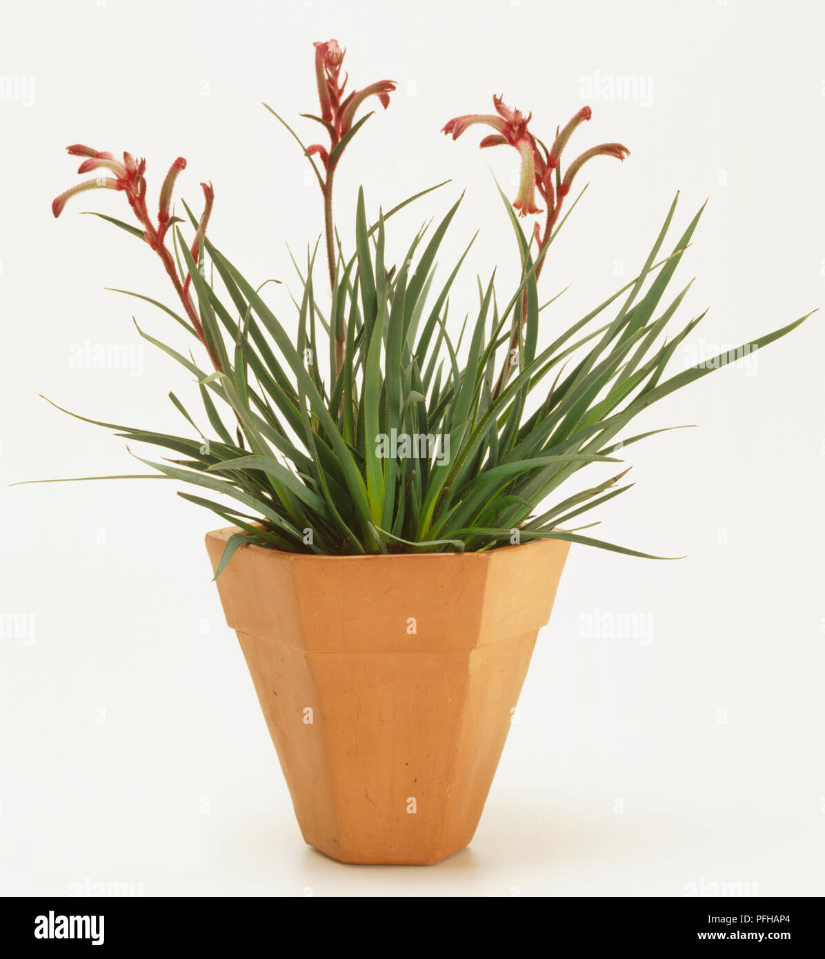 Kangaroo Paw, anigozanthos flavidus in terracotta pot, green grass leaves with red tube flowers