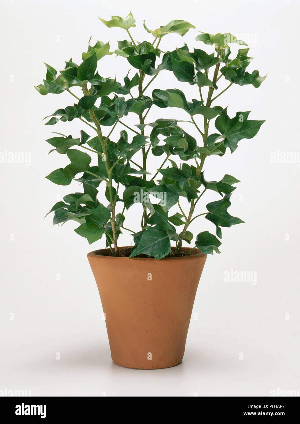 x Fatshedera Lizei 'Pia' (Tree ivy) in terracotta pot Stock Photo