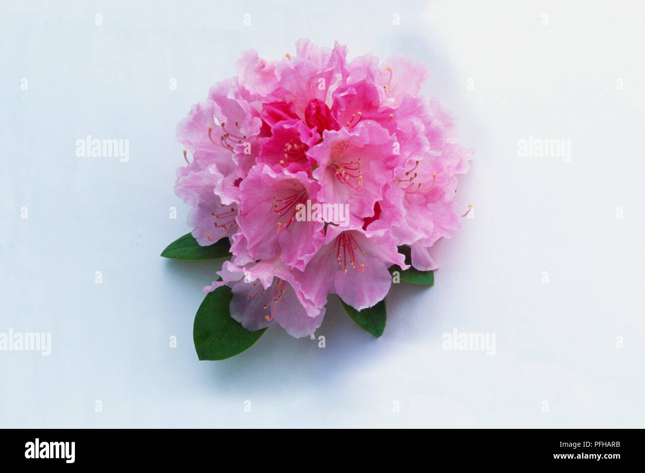 Rhododendron 'Doc', compact truss of pink flowers Stock Photo