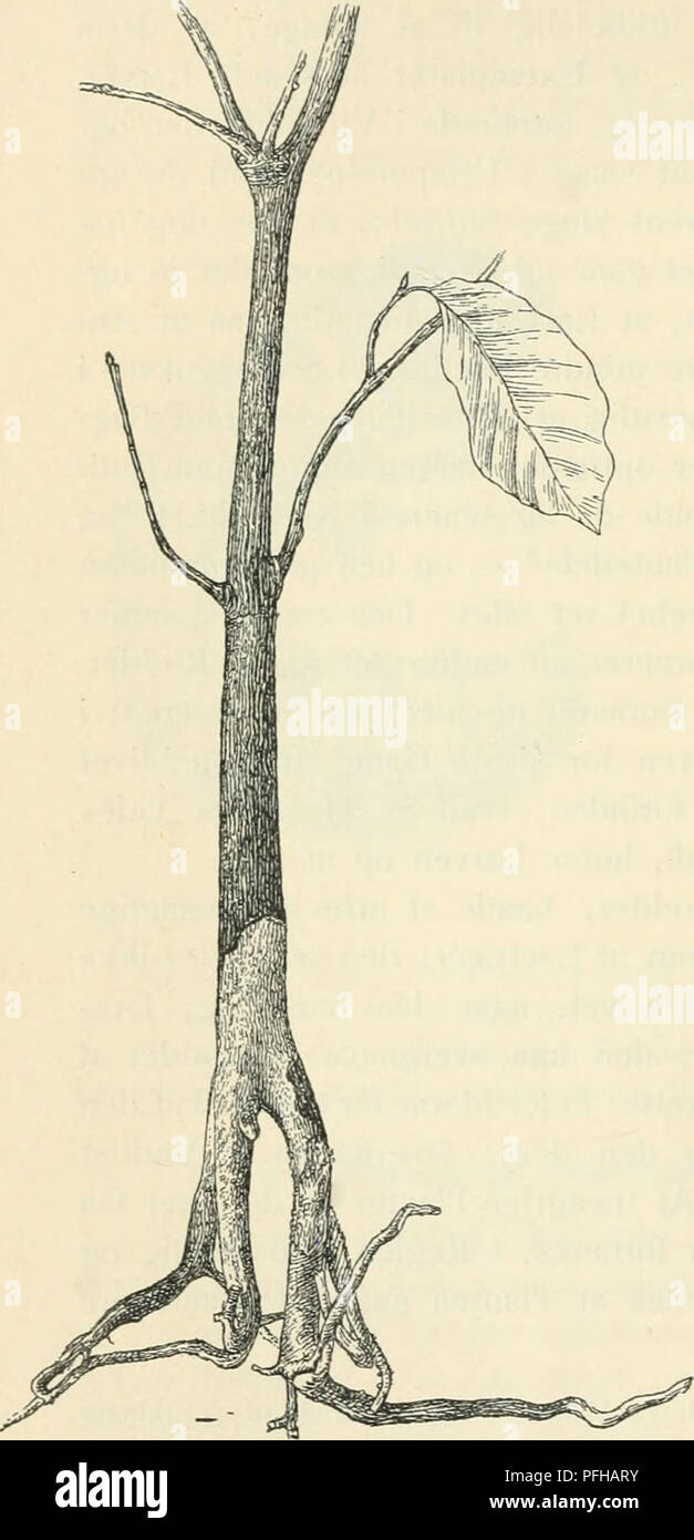 Dansk forstzoologi provides a comprehensive study of forest animals, focusing on their behavior, anatomy, and ecological role in Scandinavian forests. The text offers a detailed look at insect and plant interactions within forest ecosystems. Stock Photo