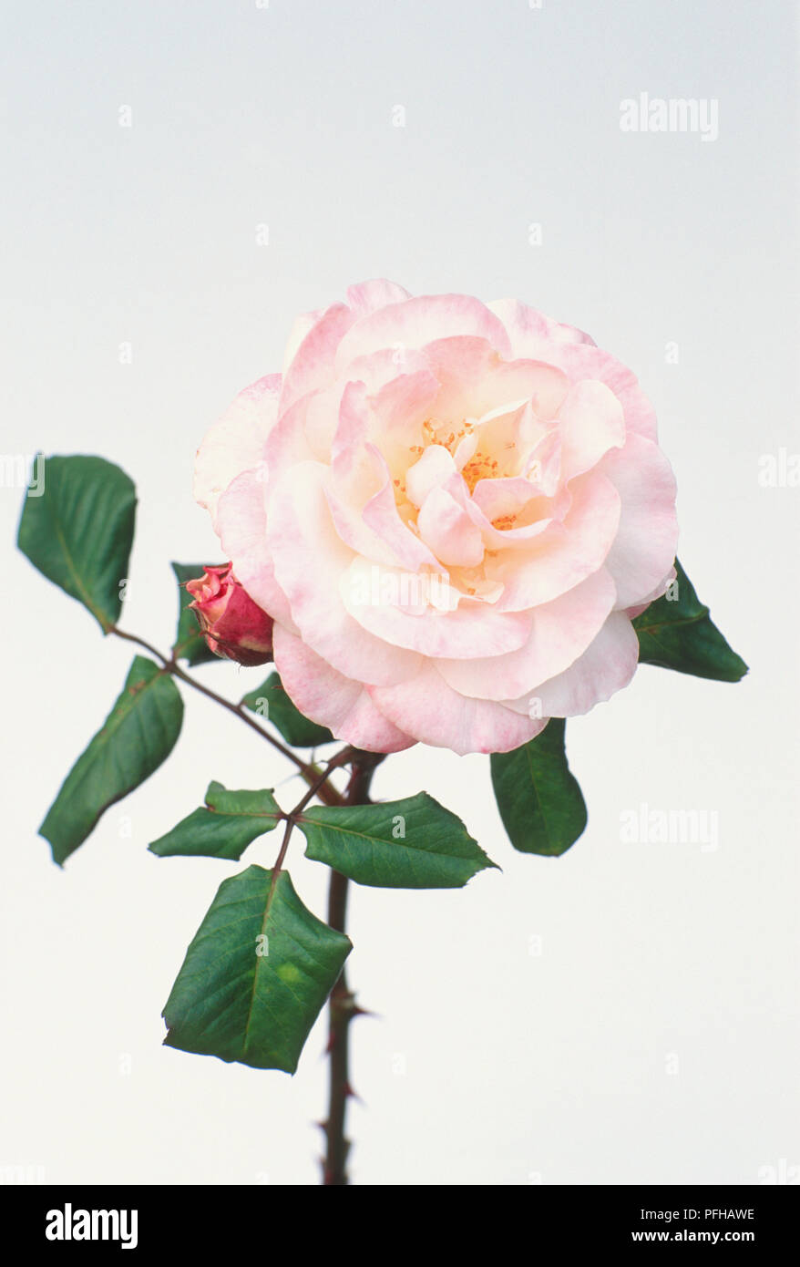 Rosa 'English Miss', cupped flower with pale pink petals and green leaves Stock Photo
