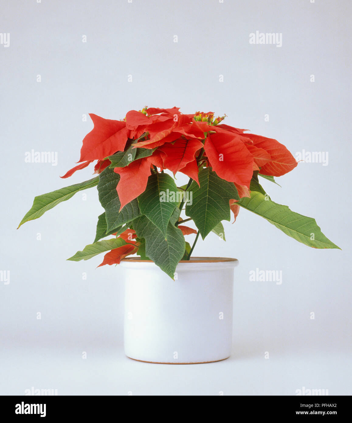 Euphorbia pulcherrima (Poinsettia) in white ceramic flower pot Stock