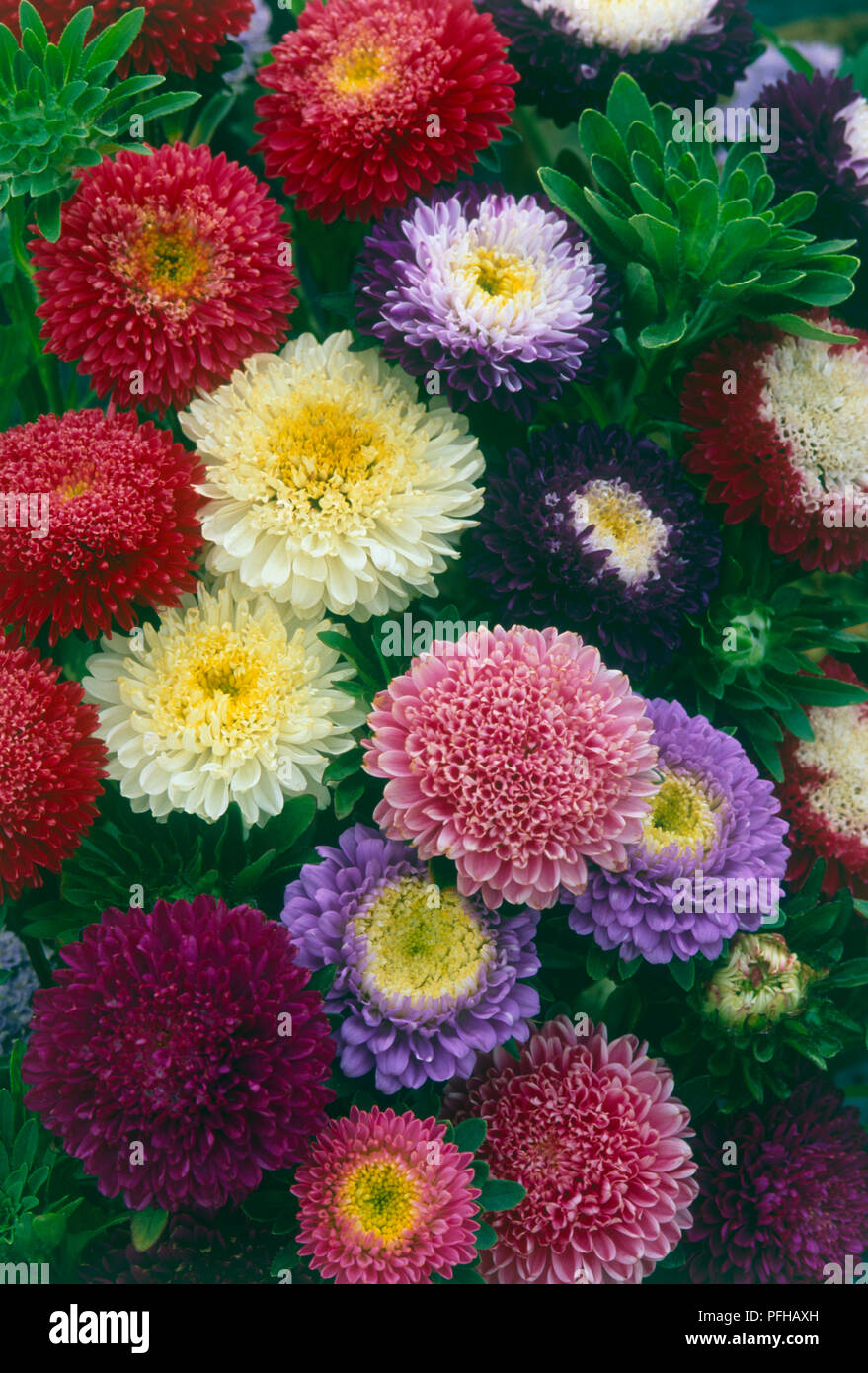 Multi-coloured flower heads from Callistephus chinensis 'Pompon Series' (China aster), close-up Stock Photo