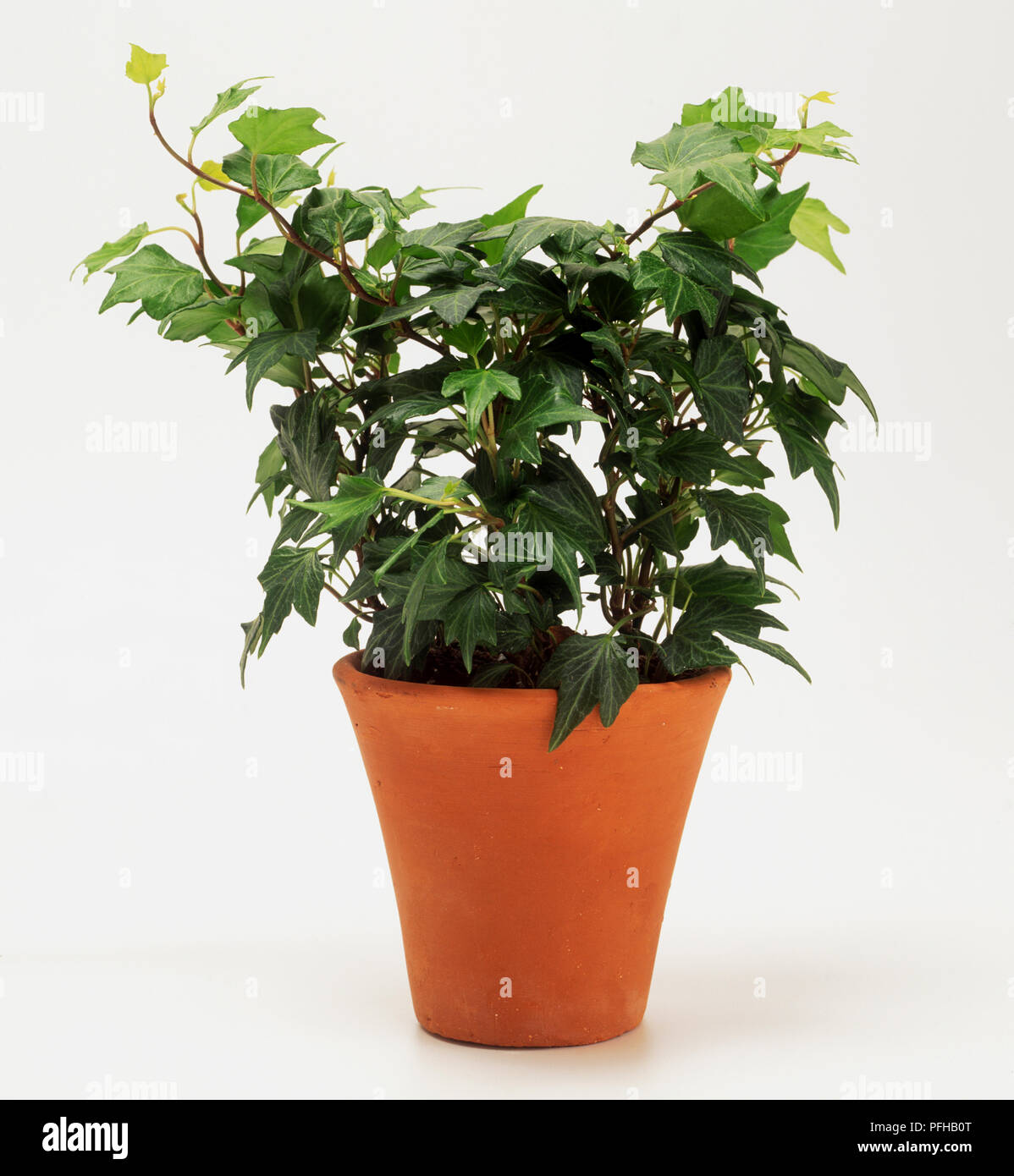 Hedera helix 'Green ivy) terracotta plant pot Stock Photo - Alamy