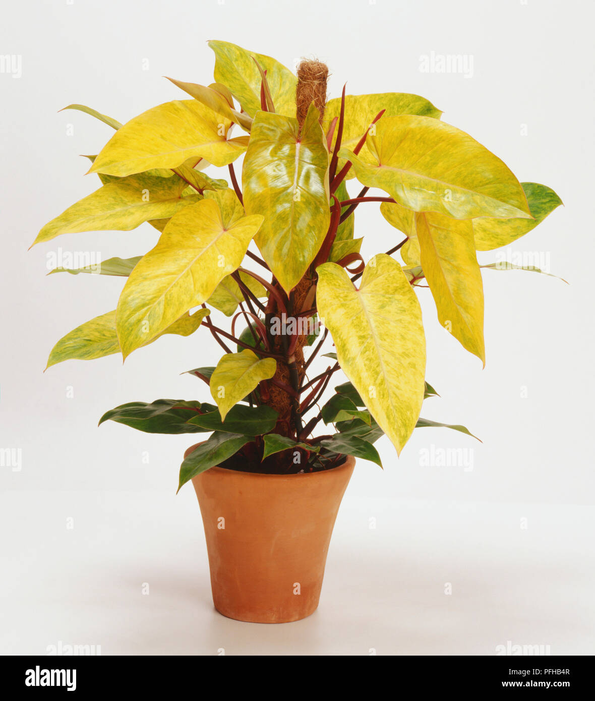 Philodendron 'Medisa' (Philodendron Stock Photo