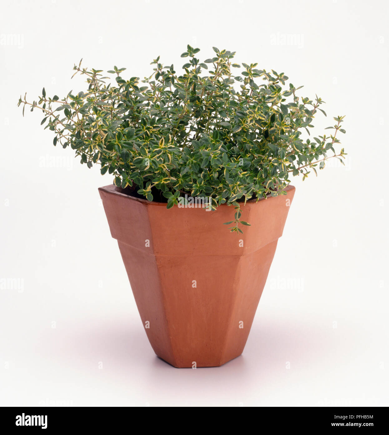Thymus x Citriodorus (Lemon-scented thyme) in plant pot Stock Photo