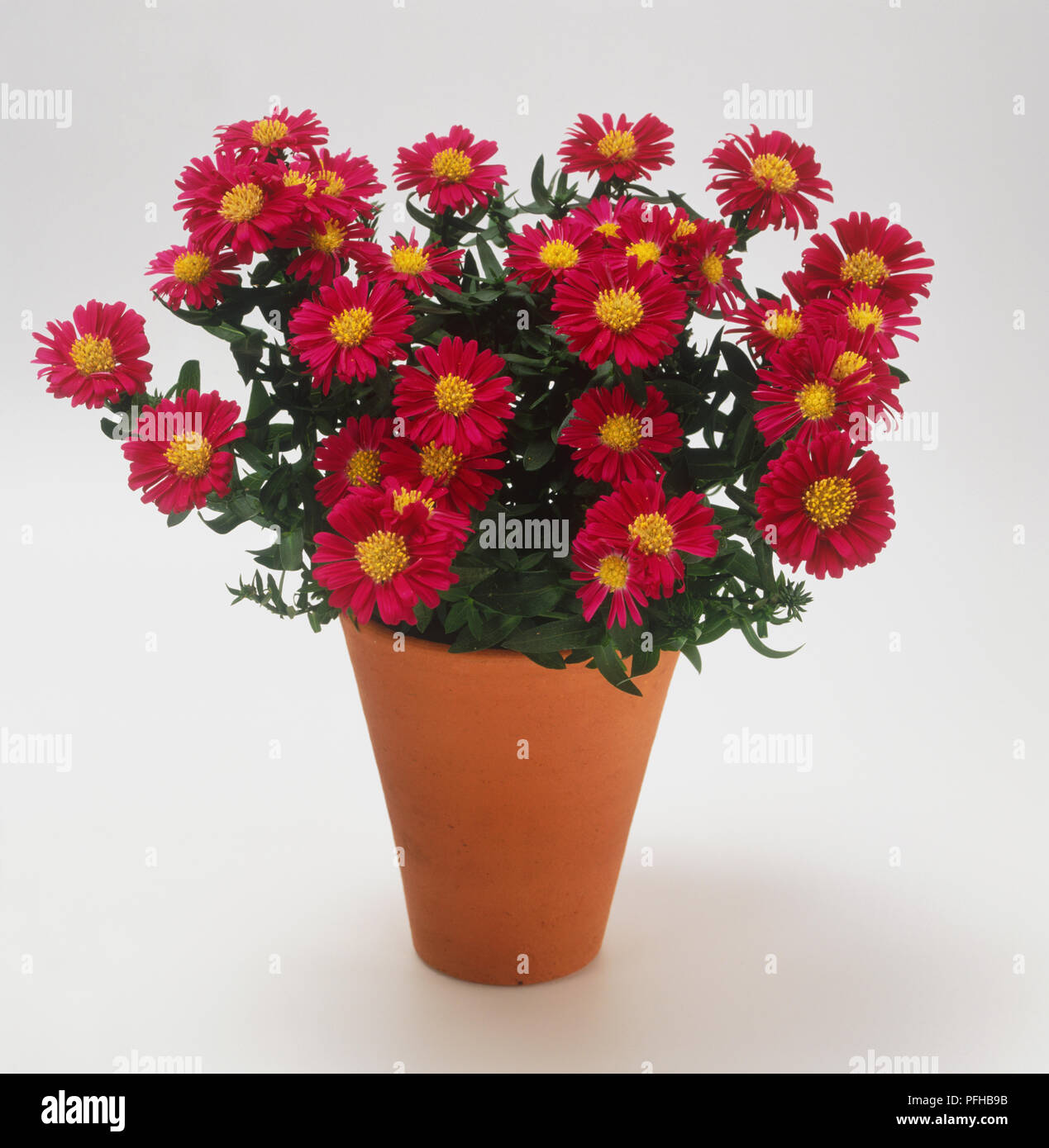 Aster 'Speedy Ruby Red' (Michaelmas daisy) in terracotta plant pot Stock Photo