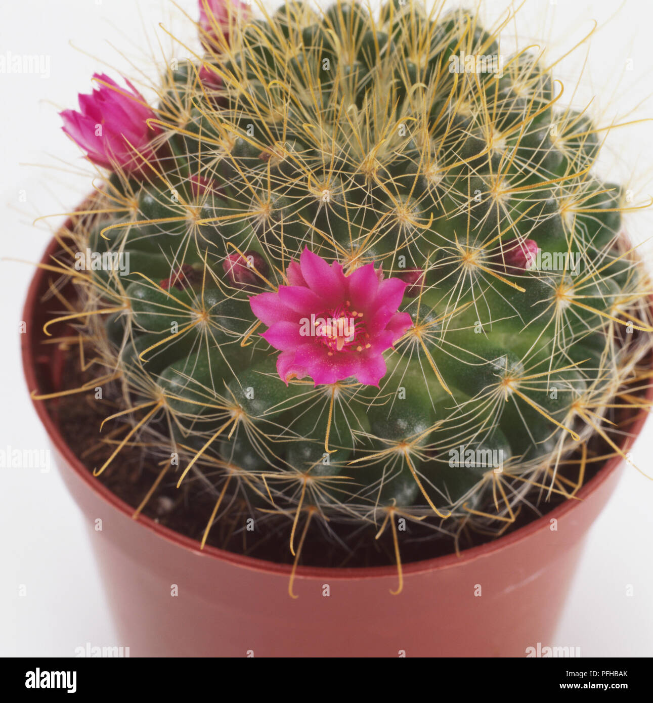 Rose pincushion cactus mammillaria zeilmanniana hi-res stock photography  and images - Alamy