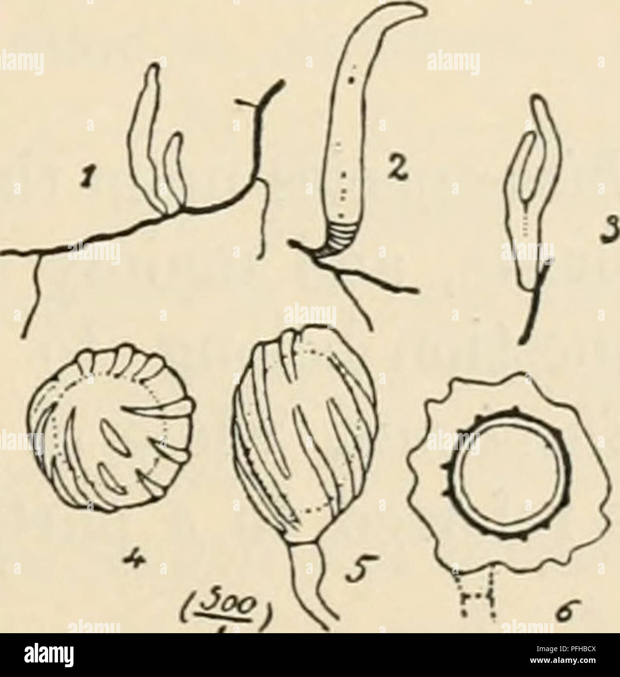 . Dansk botanisk arkiv. Plants; Plants -- Denmark. Fig. 3. E. Raun- kiæriana sp. n. Tumours in late as March 10 the curved appendix persisted in nearly all the spores, and no germination was to be seen. As to be exspected the species has a considerable resemblance to E. scirpicola on Scirpus pauciflorus Lightf., but differs distinctly from this as well by the shape of the tumours as by the spore-form. In E. scirpicola the tumours are cylindrical (fig. 5) while in our spe- cies ovoid or often constricted as the silique of Crambe maritima L. (fig. 3). Further the spores in E. scirpicola are less Stock Photo