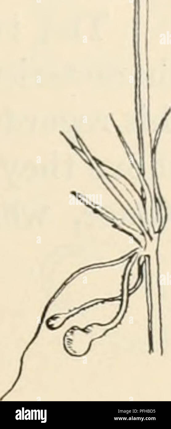 . Dansk botanisk arkiv. Plants; Plants -- Denmark. Fig. 3. E. Raun- kiæriana sp. n. Tumours in late as March 10 the curved appendix persisted in nearly all the spores, and no germination was to be seen. As to be exspected the species has a considerable resemblance to E. scirpicola on Scirpus pauciflorus Lightf., but differs distinctly from this as well by the shape of the tumours as by the spore-form. In E. scirpicola the tumours are cylindrical (fig. 5) while in our spe- cies ovoid or often constricted as the silique of Crambe maritima L. (fig. 3). Further the spores in E. scirpicola are less Stock Photo