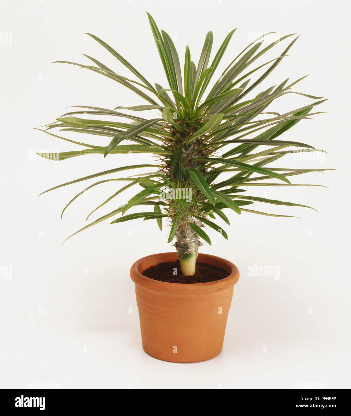 Madagascar palm, pachypodium lamerei in terracotta plant pot, spiny stems long narrow leaves. Stock Photo
