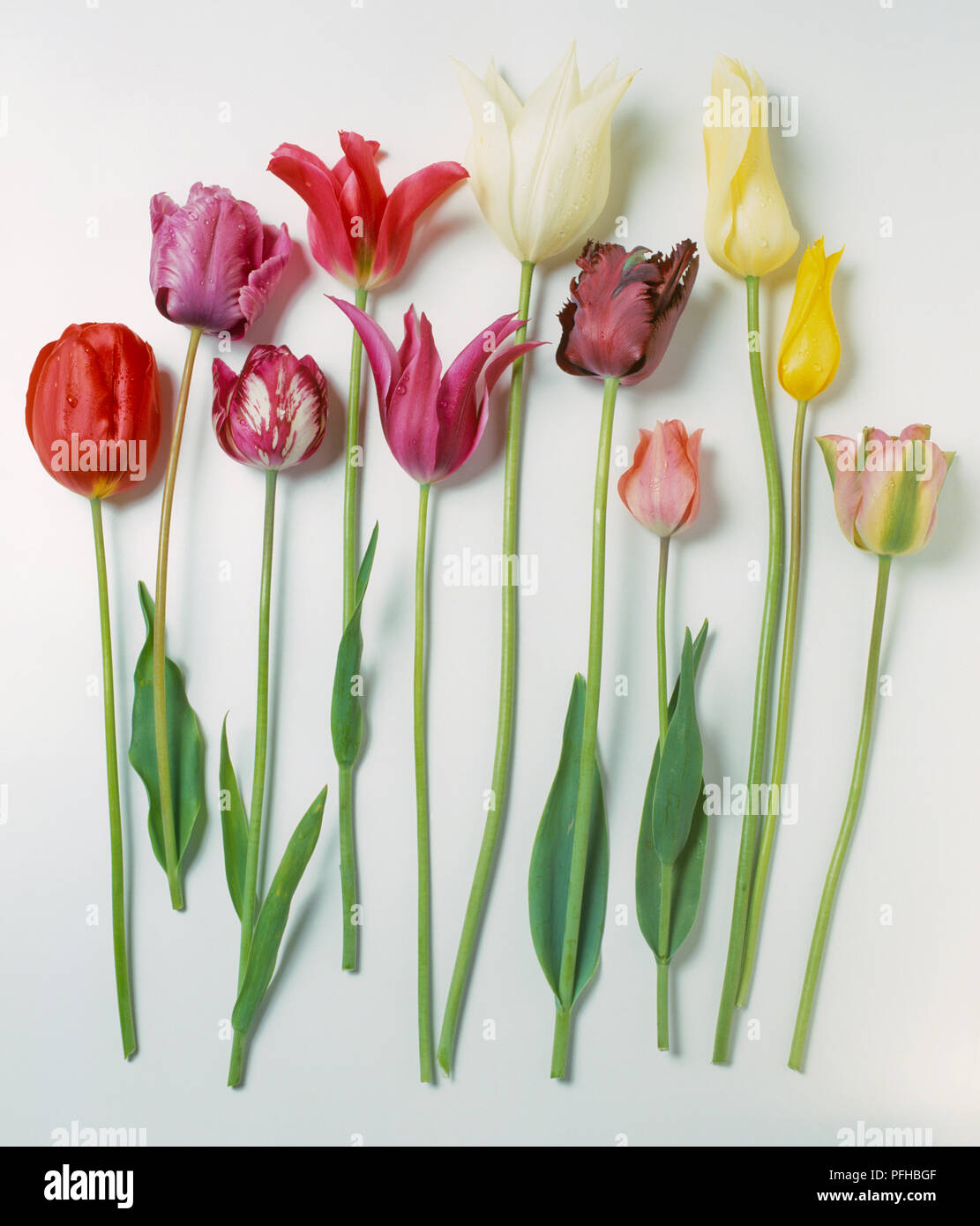Selection of tulip cuttings, including Tulipa 'Flying Dutchman', 'Blue Parrot', 'May Blossom', 'Dyanito', 'Captain Fryatt', 'White Triumphator', 'Black Parrot', 'China Pink', 'Aster Nielsen', 'West Point', 'Greenland' Stock Photo