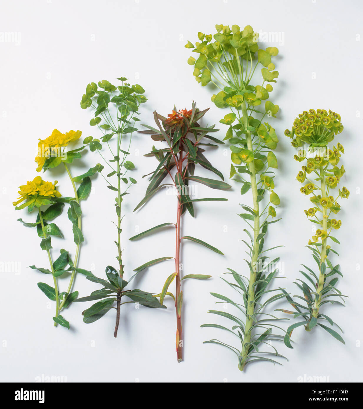 A selection of cuttings from different spurges, Euphorbia polychroma, Euphorbia robbiae, Euphorbia griffithii 'Fireglow', Euphorbia wulfenii, Euphorbia characias Stock Photo