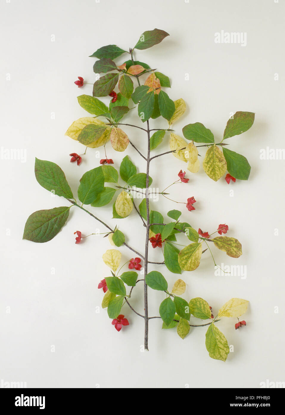 Branch from Euonymus planipes (Spindle tree) showing small red flowers Stock Photo
