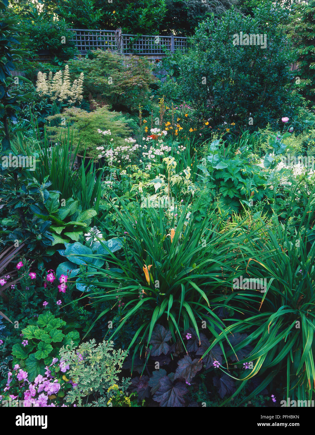 Verdant bog garden. Stock Photo