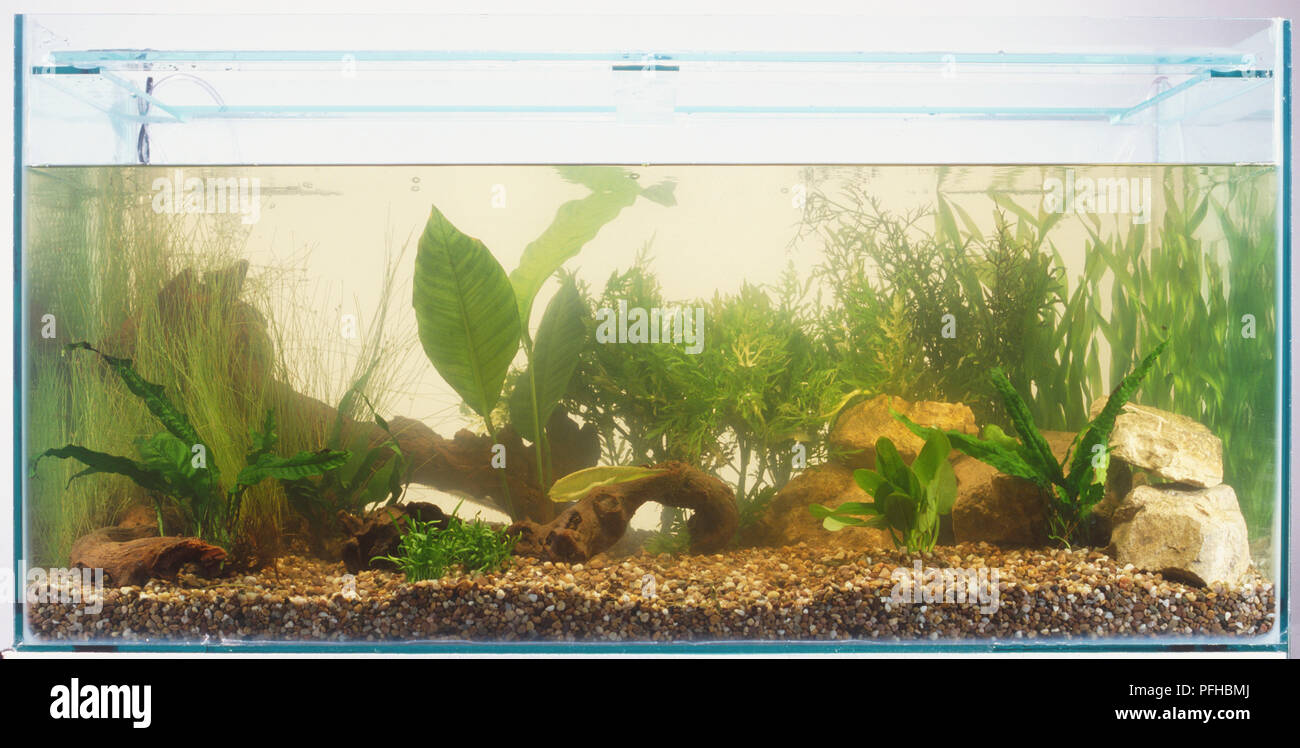 Aquascaped aquarium tank Stock Photo