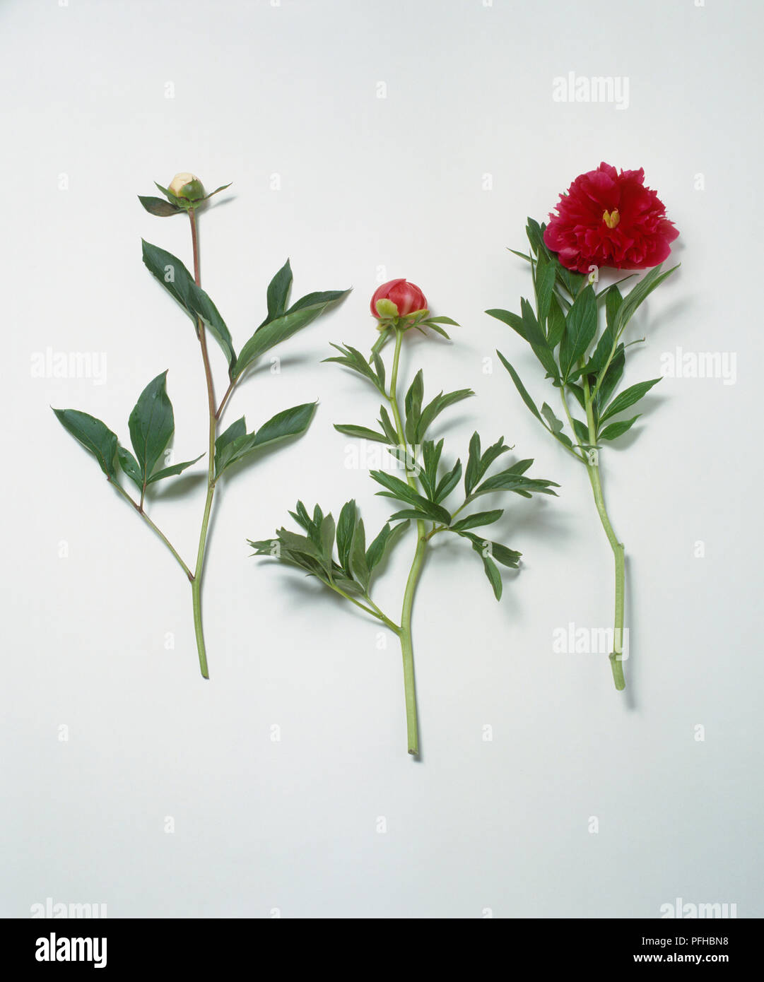 White flower of Paeonia lactiflora (Chinese peony), and two red flowers of Paeonia officinalis (European peony), cuttings Stock Photo