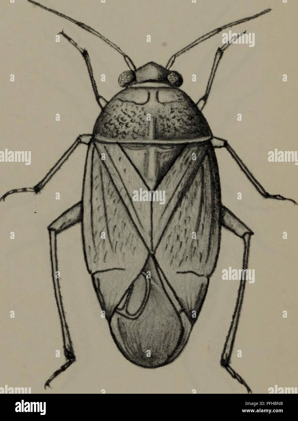 . Danmarks fauna; illustrerede haandbøger over den danske dyreverden... ^^«Bte:»«^. Fig. 78. Polymerus unifasciatus (Fabricius). Fig. 79. Camptozygum aequale (Villars) Fig. 80. Agnocoris rubicundus (Fallen). Please note that these images are extracted from scanned page images that may have been digitally enhanced for readability - coloration and appearance of these illustrations may not perfectly resemble the original work.. Dansk naturhistorisk forening. København, G. E. C. Gad Stock Photo