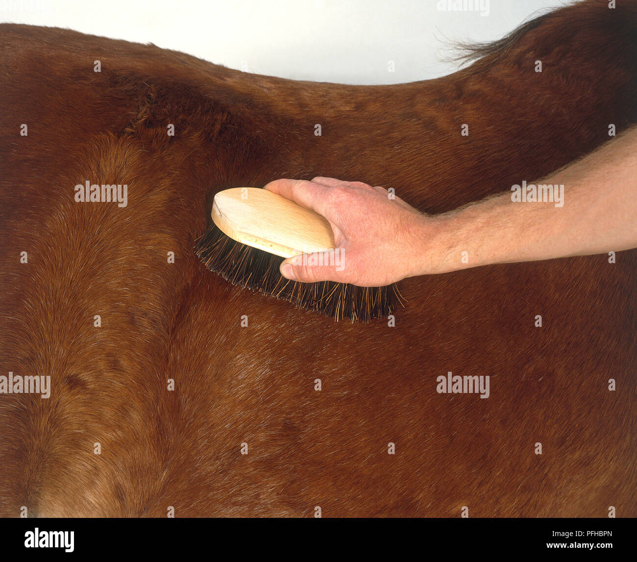 Man's hand using brush on side of horse Stock Photo