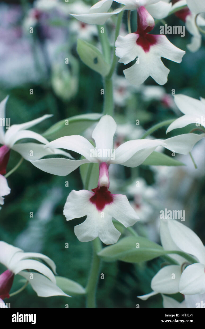 White and pink flowers from Calanthe vestita, close-up Stock Photo