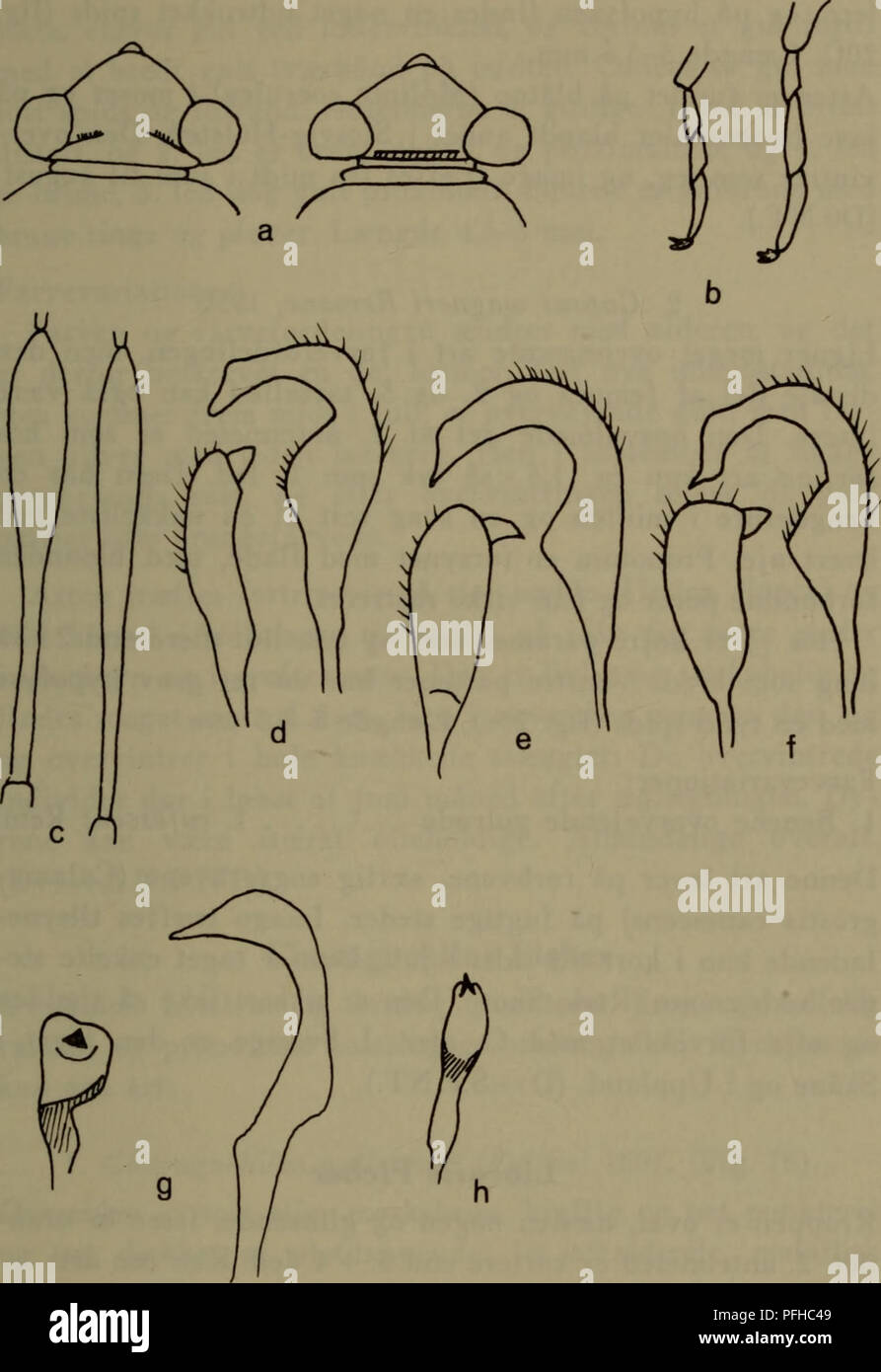 . Danmarks fauna; illustrerede haandbøger over den danske dyreverden... 107. Fig. 20. Capsaria. a: Til venstre hovedet af L. pabulinus til højre af E. pratensis. b: Til venstre bagfodsleddet hos Plesiocoris rugicollis til højre hos E. pratensis. c: Til venstre 2. antenneled hos C. ater til højre hos C. wagneri, begge Så- Derefter højre og venstre paramer hos d: C. ater. e: C. wagneri. f: C. pilifer. g: P. unifasciatus. (Efter Wagner 1952, skematisk), h: Højre paramer hos P. brevicomis.. Please note that these images are extracted from scanned page images that may have been digitally enhanced f Stock Photo