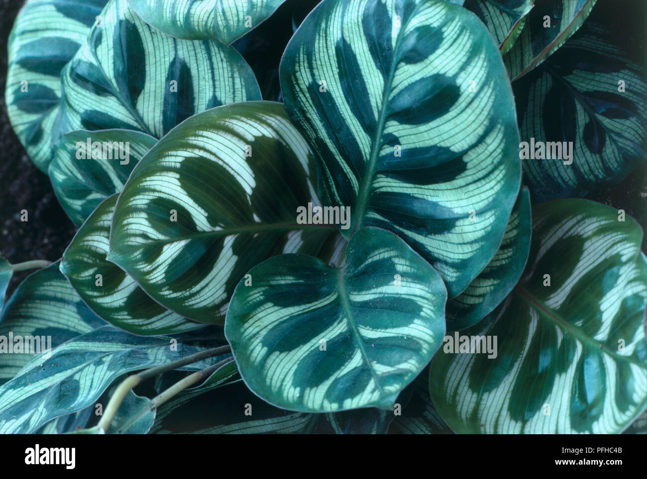 Variegated leaves from Calathea makoyana (Peacock plant), close-up Stock Photo
