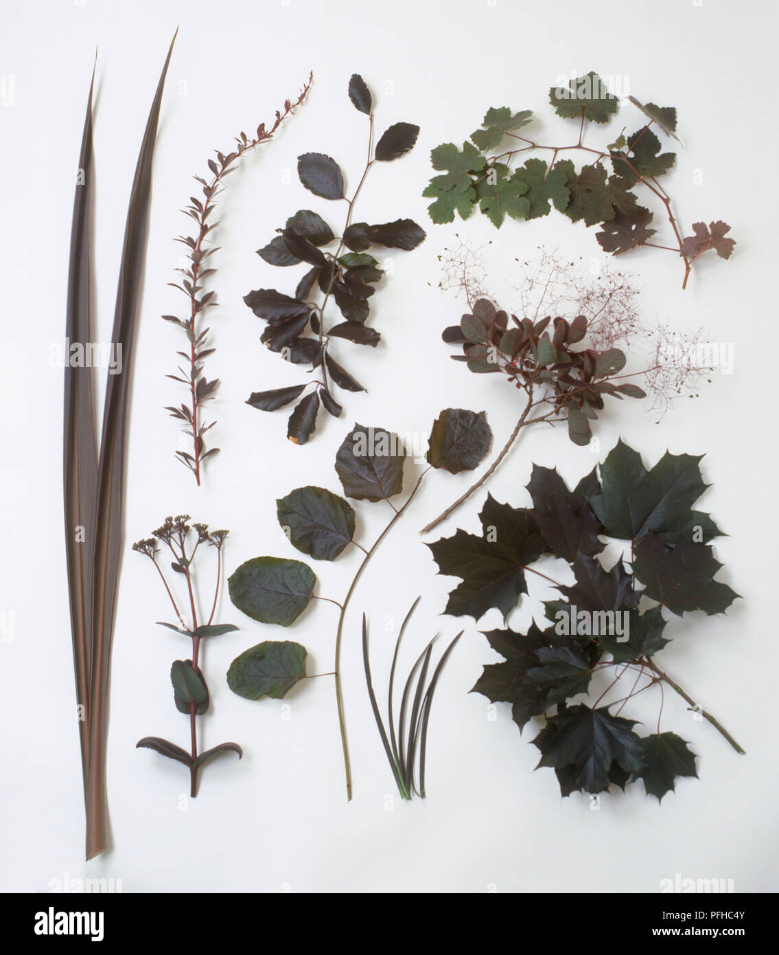 Selection of green and bronze coloured foliage, including Grape vine, Copper beech, Japanese barberry, New Zealand flax, Norway maple, Smoke tree, Purple-leaved filbert, Stonecrop Stock Photo