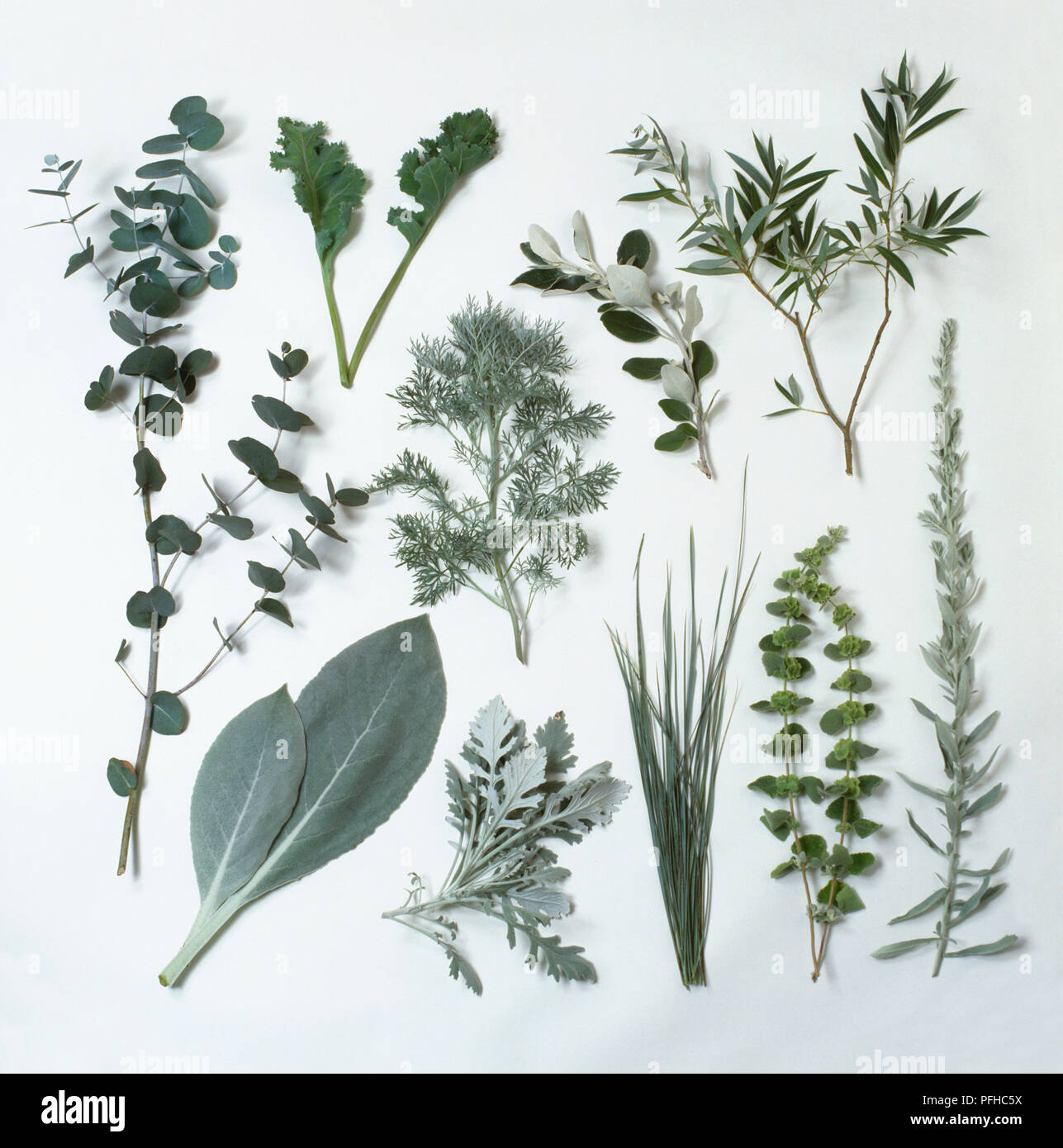 Selection of grey-green foliage, including Eucalyptus, Seakale, Wormwood, Groundsel, White willow, Mullein, Senecio, Blue oat grass, Ballota, Sagebrush Stock Photo