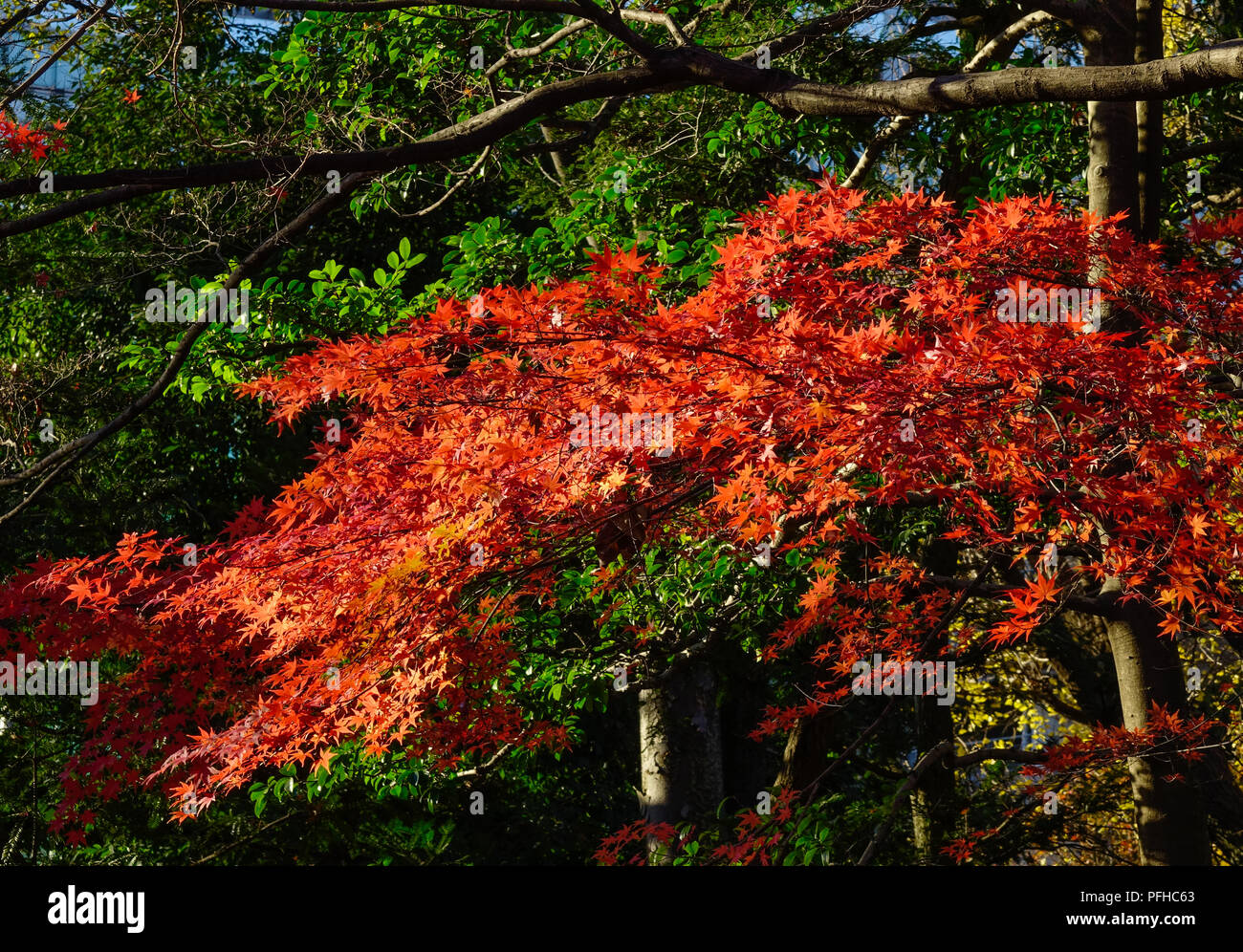 Maple trees with colorful leaves at autumn garden in Tokyo, Japan Stock ...