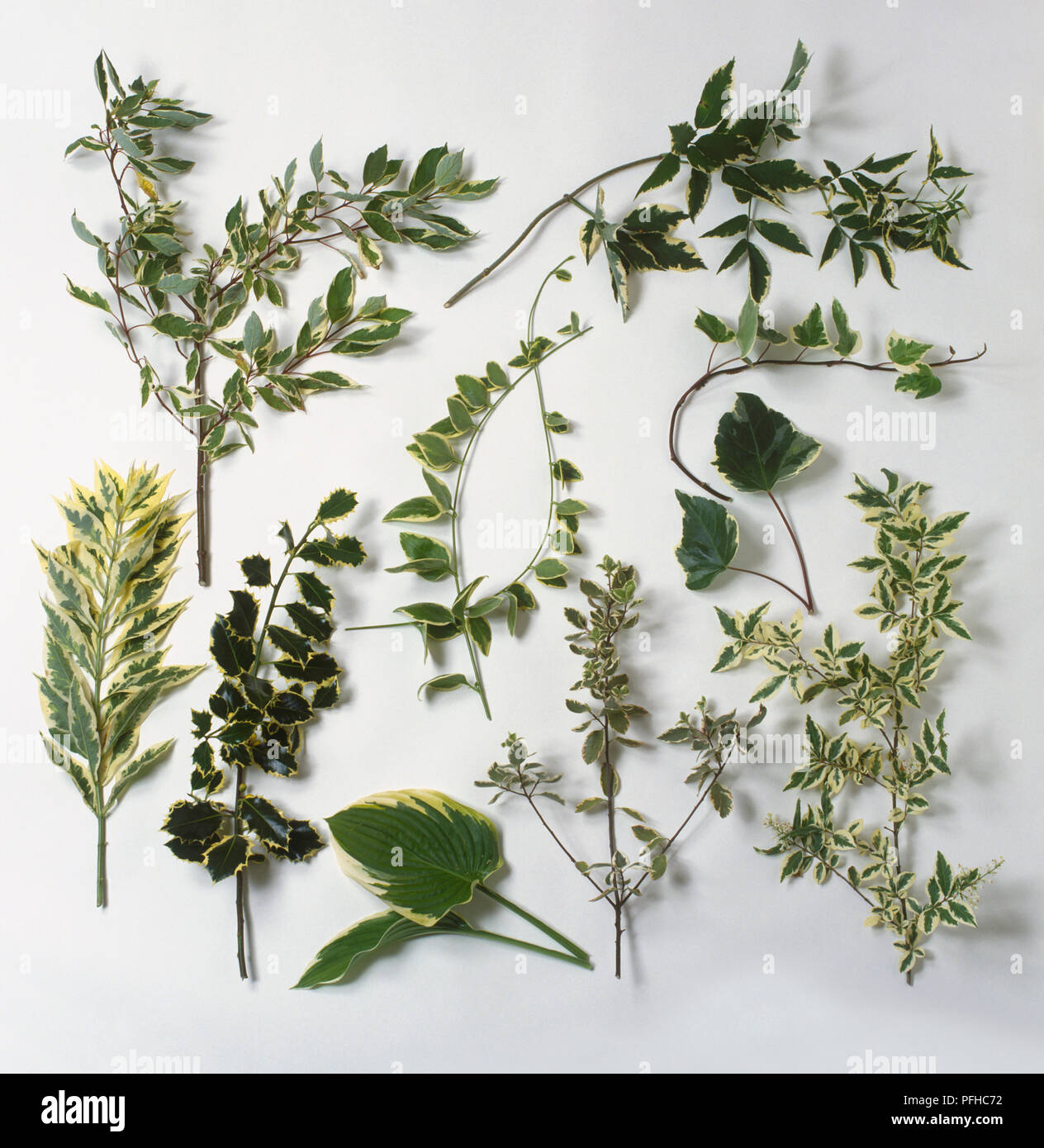 Selection of leafy green and variegated twigs, including Dogwood, Elder tree, Privet, Holly, Greater periwinkle, English ivy, Algerian ivy, Hosta, Pittosporum Stock Photo