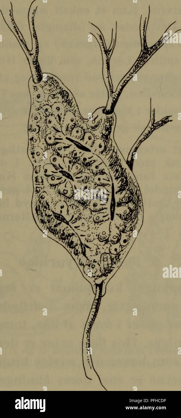 . Danmarks fauna; illustrerede haandbøger over den danske dyreverden... 147 kanaler, der med mellemrum åbner sig på overfladen i aflange spalter (fig. 59E). En stjerneformet anordning af zooiderne som hos Botryllus ses undertiden hos yngre systemer. Som hos denne slægt omkranses kolonien af et karnet med dråbe-. Fig. 61*. Botrylloides leachi, koloni. formede ampuller langs koloniens rand. Farven er særdeles variabel; den fremherskende farve er brun, violet og orange. Zooidernes længde er 2-3 mm (fig. 59 D). Strukturelt minder de om Botryllus, men afviger ved kappeåbningens udseende og kønsorga Stock Photo