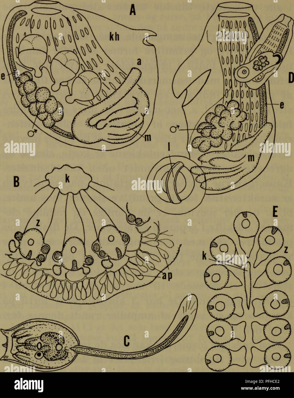 . Danmarks fauna; illustrerede haandbøger over den danske dyreverden... 142. Fig. 59. Polyzoidae. A-C Botryllus schlosseri, zooid med 3 em- bryoner, koloniorganisation og larve, D og E Botrylloides leachi, zooid med næsten funktionsdygtigt blastozooid og koloniorganisa- tion, a anus, ap ampuller, e endostyl, k kloakhuleåbning, kh kappe- hule, 1 larve i rugesæk, m mave, z zooid. epithel, eller en blære bestående af de samme lag, som afsnøres fra moderindividet (fig. 12 E). Familien er ved en jævn overgang forbundet med styeliderne, hvorfra den utvivlsomt har udspaltet sig,. Please note that the Stock Photo