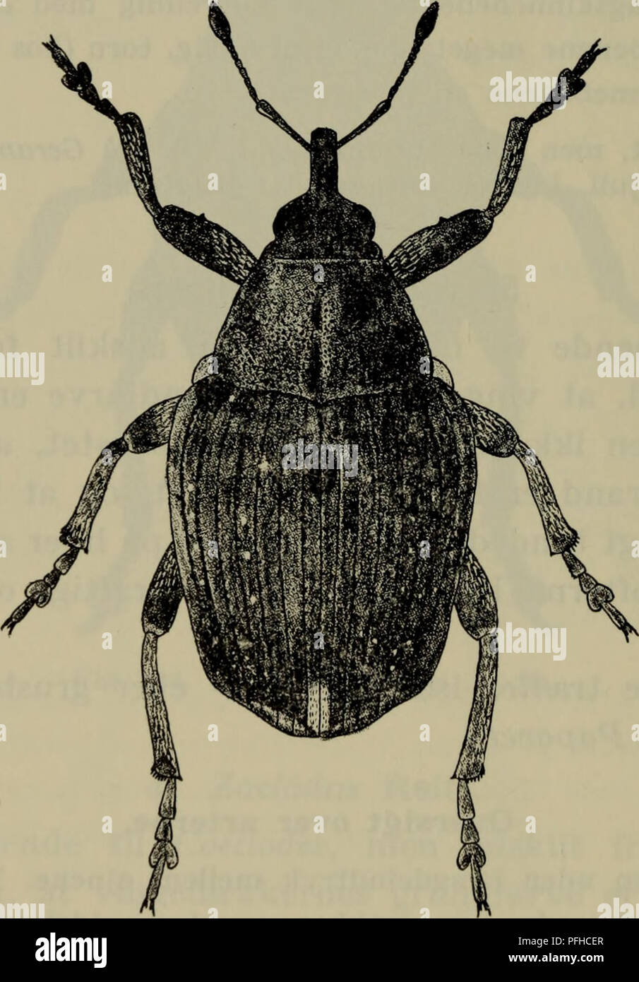 . Danmarks fauna; illustrerede haandbøger over den danske dyreverden ...