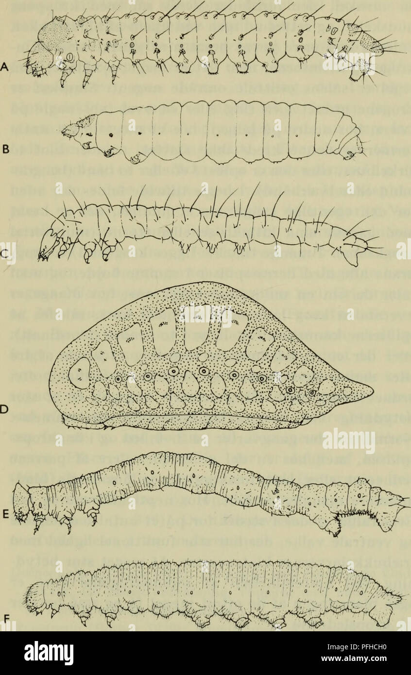 . Danmarks fauna; illustrerede haandbøger over den danske dyreverden... 258. Fig. 95. Eksempler på sommerfuglelarver. A Zeuzera pyrina (Cossi- dae); B Goleophora laricella (Coleophoridae); C Lithocolletis cratae- gella (Gracilariidae); D Prolimacodes badia (Limacodidae); E Am- phidasis cognataria (Geometridae); F Pieris rapae (Pieridae). C, D og E er nordamerikanske arter. (Alvah Peterson).. Please note that these images are extracted from scanned page images that may have been digitally enhanced for readability - coloration and appearance of these illustrations may not perfectly resemble the  Stock Photo