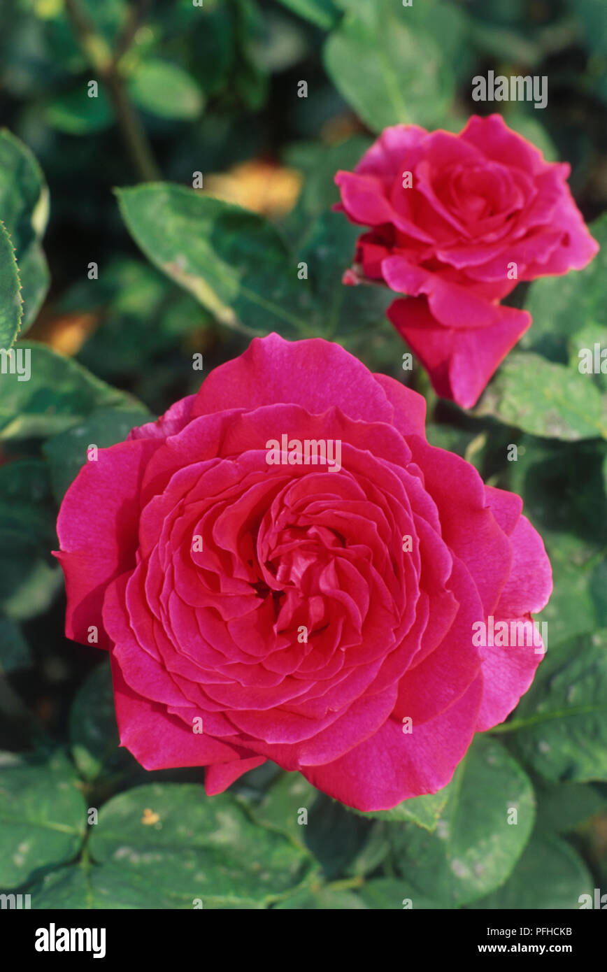 Deep purple leaves hi-res stock photography and images - Alamy