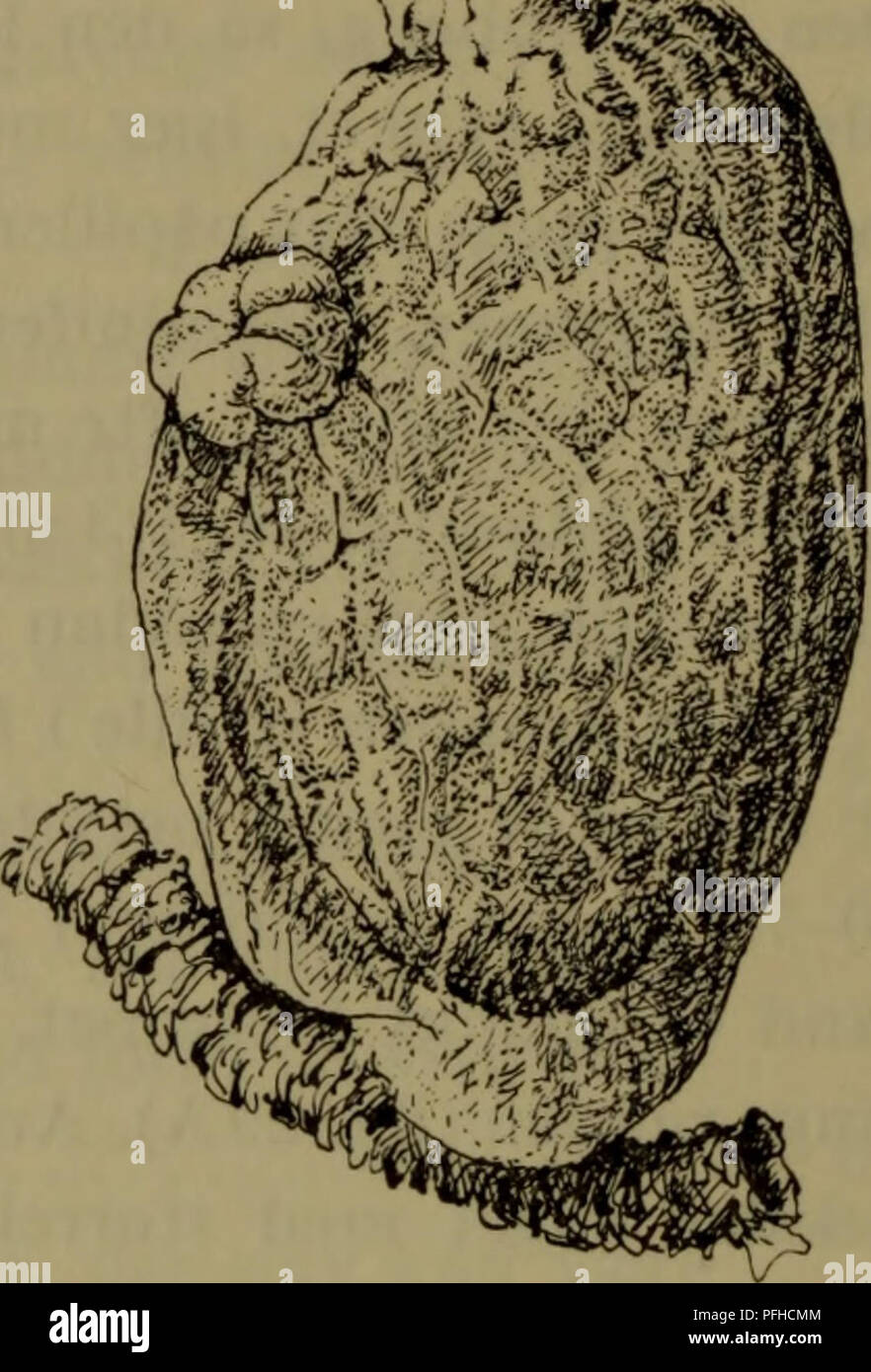 . Danmarks fauna; illustrerede haandbøger over den danske dyreverden... . Fig. 33*. Ascidia obliqua. Fig. 34*. Ascidia callosa. pigt underlag for andre søpunge, f. eks. Boltenia, Styela- arter og koloniale former. Den er almindeligst på 50-200 m dybde og mens den kun undtagelsesvis lever på ringere dybde, kan den forekomme helt ned til 1200 m. I gællesækken lever flere arter af semiparasitiske copepoder, almindeligst den lille ægformede Buprorusloveni. I kappe- hulen træffes ofte en 1-3 cm lang, bleggul nemertin, Gonone- mertes parasita; da den kun findes hos denne enkelte art af slægten, er d Stock Photo